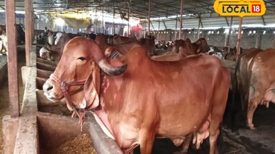 डॉ. सुनील कुमार राय ने बताया कि टीकाकरण के दौरान विभाग के कर्मी ऐसे पशुओं की ईयर टैगिंग करते हैं, जिनके कान में अभी तक टैग नहीं लगा है. विभाग के कर्मचारी पशुपालकों के घर तक भी पहुंचते हैं. यहां पशुओं की निशुल्क ईयर टैगिंग की जाती है. उन्होंने पशुपालकों से अपील की है कि जिन पशुओं की अभी तक ईयर टैगिंग नहीं हुई है, वे इसे जरूर करवाएं. इससे पशु की पहचान और उससे जुड़े रिकॉर्ड को सुरक्षित रखने में मदद मिलेगी.