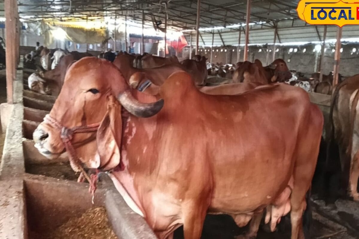 पशु का भी बनेगा आधार कार्ड, कान में लगेगा खास टैग, खोने चोरी होने पर होगी तुरंत पहचान