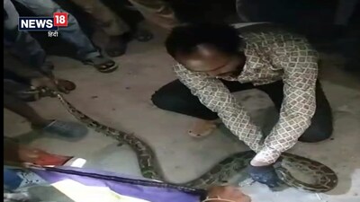 भीलवाड़ा में बस स्टैंड के पास दिखा 7 फीट लंबा अजगर