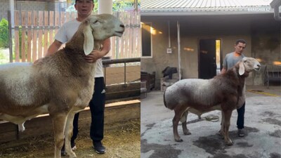 200 किलो वजनी इस खास भेड़ की कीमत करीब 8 करोड़ है(फोटो: Instagram-@breeding_sheep_of_kyrgyzstan/@gissar.shu.08)