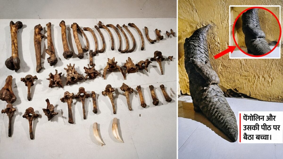 जंगलों में चल रहा था खूनी खेल, बाघ की 43 हड्डियों संग पैंगोलिन मिले, छह शातिर तस्कर गिरफ्तार