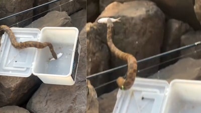 Snake Caught Stealing Fish from Beach Box, Flees into Water in a Flash!