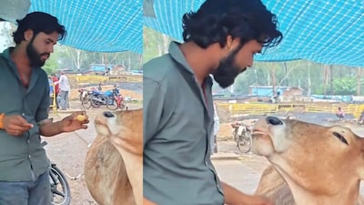 Cow Demands Golgappe, Man Feeds Her in Viral Video!