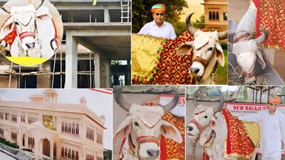 ₹1 Crore Bungalow For Cow Radha: पूरे देश में लोग गाय को पूजते हैं. श्रद्धा भाव से इसे पालते हैं. मनोकामना पूर्ति के लिए भी पालते हैं. हिंदू धर्म ग्रंथों में मान्यता है कि गाय के शरीर में 33 कोटि देवी-देवताओं का वास होता है, इसलिए सुबह-सुबह इसके दर्शन शुभ माने जाते हैं. गाय को माता लक्ष्मी का स्वरूप माना गया है. देश में ऐसे कई परिवार हैं जिनके घर में गाय के आते ही सोया हुआ भाग्य जाग गया. आर्थिक तंगी दूर हो गई. राजस्थान में तो एक परिवार अपनी पालतू गाय के लिए 1 करोड़ का बंगला बनवा रहा है. इतना ही नहीं, गाय राधा 10 किलो के आभूषण पहनती है. यह गाय इतनी खास क्यों हैं, आइये जानते हैं......