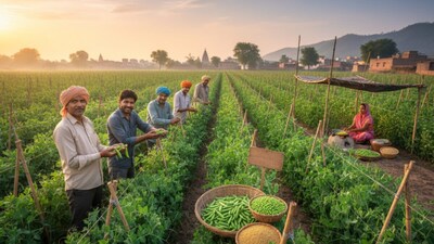 मटर की टॉप 5 वैरायटी वाली खेती ( प्रतीकात्मक फोटो )