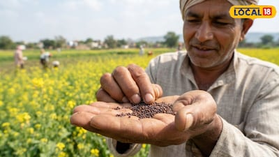 Boost Mustard Oil Yield: Expert Tips for Farmers Before Flowering