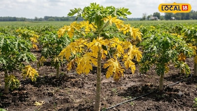 Papaya Leaves Turning Yellow? Act Fast to Save Your Crop and Boost Fruit Growth!
