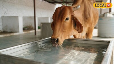 Cow-Buffalo Milk Decreases? Veterinarian Explains Reasons, Offers Key Care Tips.