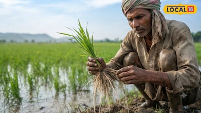 Basmati Paddy: 20-25 Days Crucial for Tillering! Boost Yield with These Techniques.