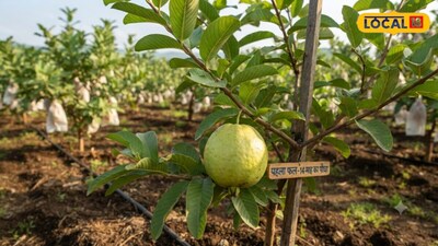 Gonda Graduate Farmer Transforms Fortune with Taiwan Pink Guava, Fruits in 14 Months.