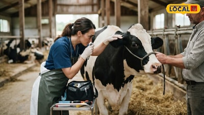 Fever, Lumps in Cattle? Jaunpur on Alert for Lumpy Skin Disease Symptoms.