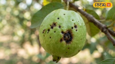 Guava Farming: Protect Your Crop from Fruit Flies and Prevent Internal Rot.