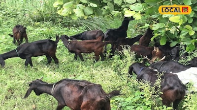Goat Farming Success: Expert Reveals Easy Tips for Breed, Feed, and Disease Prevention.