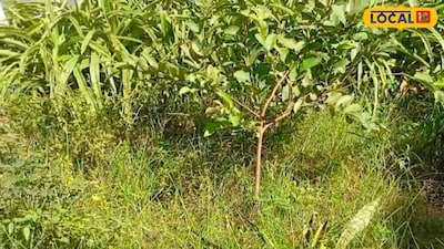 Start a Herbal Business with Government Scheme: Get 35% Subsidy, Up to 10 Lakhs Benefit.