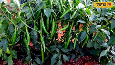 Chilli Leaves Shrinking in Rain? Firozabad Officer Suggests Effective Medicine
