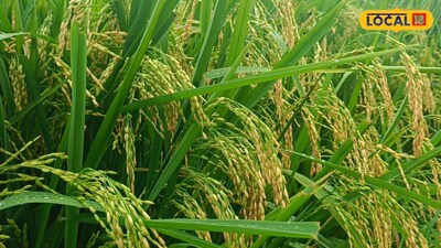 Paddy Harvesting: Experts Reveal Optimal Time to Avoid Heavy Losses.
