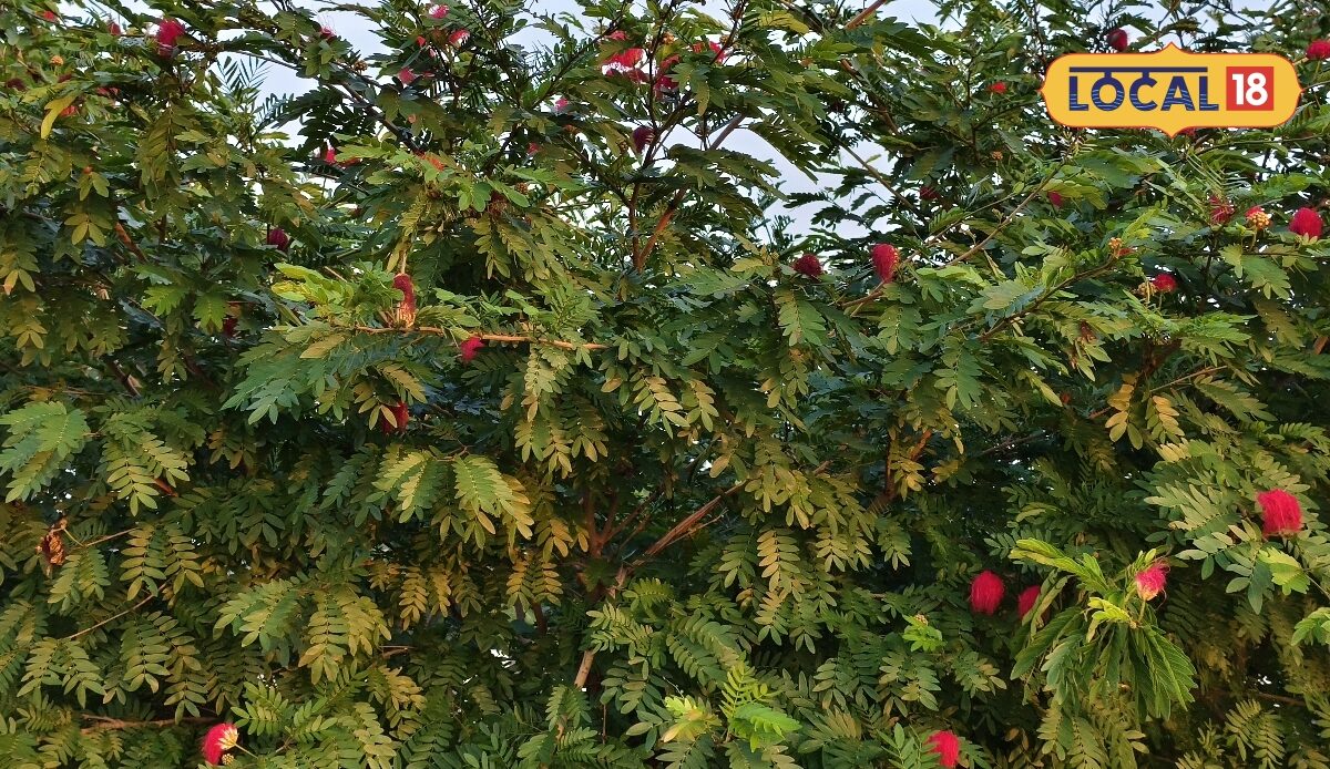 लाल रेशमी फूलों वाले रेड पाउडर पफ बगीचे की शोभा बढ़ाता है ये पौधा जानें इसका औषधीय उपयोग