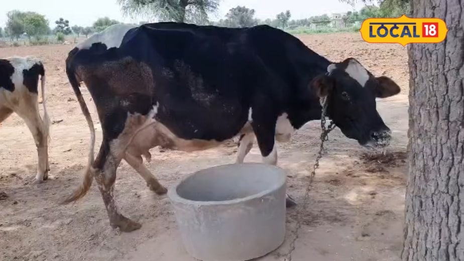 Sikar News: Sikar on high alert over Lumpy Skin Disease outbreak, 505,000 vaccine doses arranged, vaccination target set for 20 September.