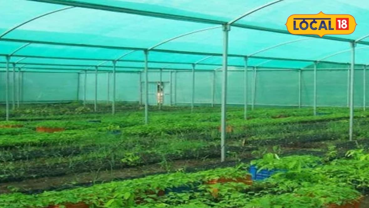 Polyhouse Scheme: बेमौसम बारिश और सूखे की टेंशन खत्म! सरकार की ये व्यवस्था बदलेगी खेती का पूरा तरीका