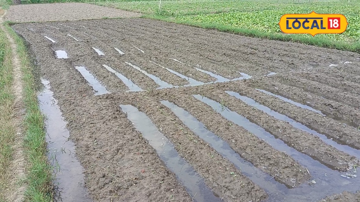 Cauliflower Farming: खर्च 20000 और शुद्ध मुनाफा ₹80000 का इस सब्जी की खेती से 4 महीने में होंगे मालामाल