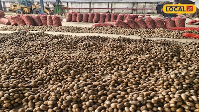 Potato Farmers Alert: Government Offers Rs 175/Quintal Subsidy for Cold Storage, Apply Now!