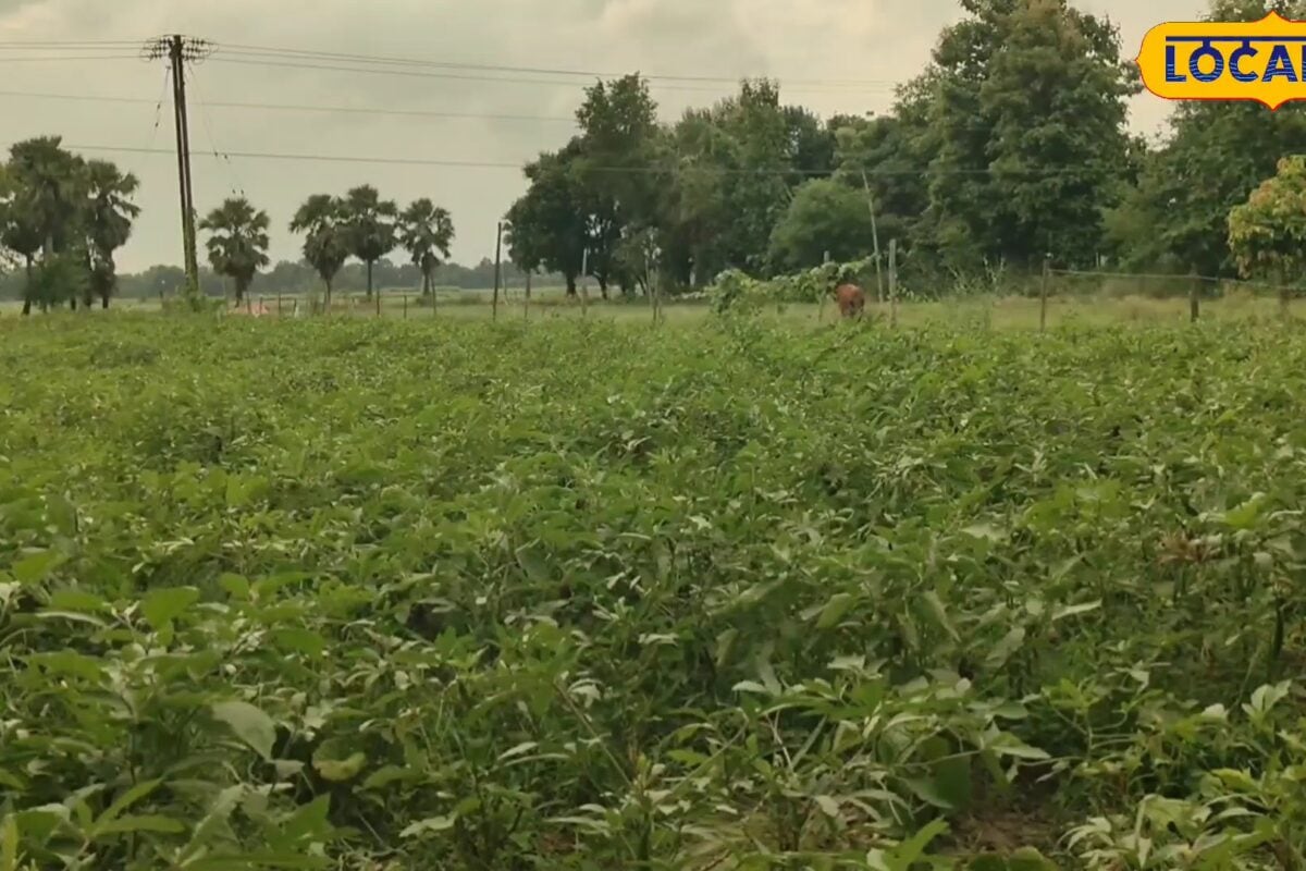 एक खेत में 6 से ज्यादा सब्जियां रोज ₹1000 से ज्यादा कमाई किसान सत्यनारायण से जानें मिश्रित खेती का तरीका
