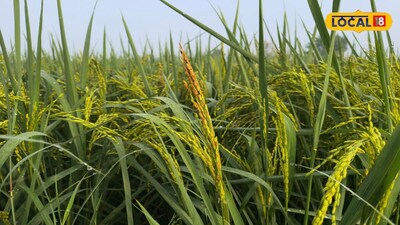 Yellow-Orange Powder on Paddy Ears? Turmeric Disease Alert: Save Your Crop Now!