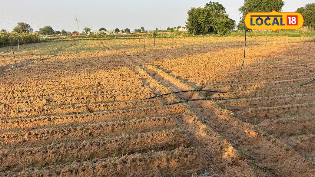 महंगे बीजों के बावजूद अलवर में प्याज की खेती पर किसानों का अटूट भरोसा