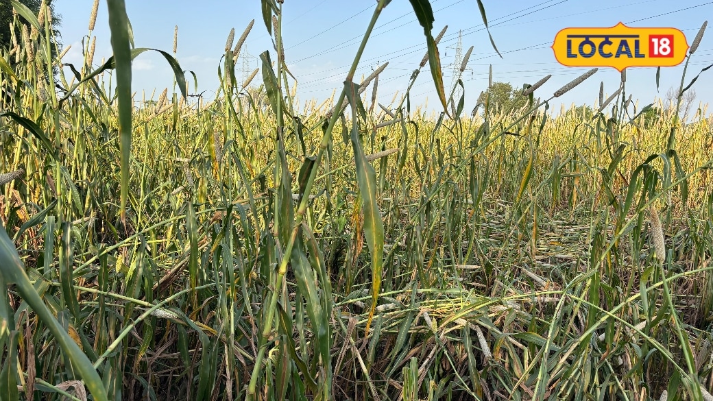 अलवर‑खैरथल‑तिजारा में किसान बारिश से पहले बाजरा कटाई में जुटे