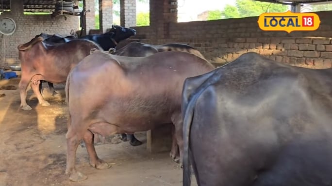Rural Economic Transformation: Building a Dairy Enterprise With Just Few Livestock