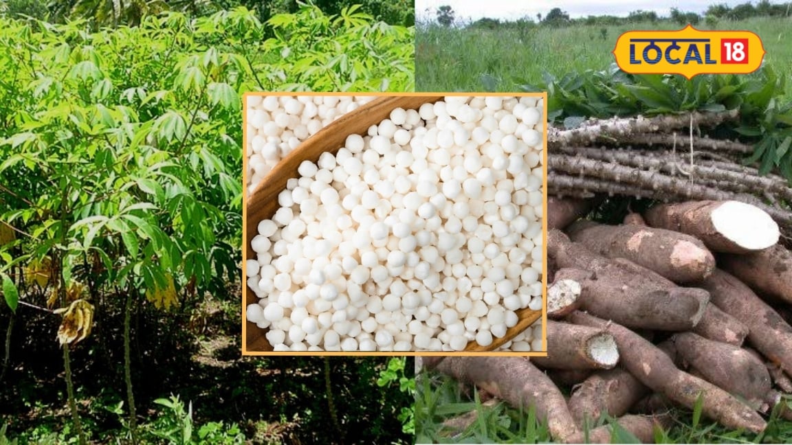 1 एकड़ में 15 टन तक पैदावार तेलंगाना में साबूदाना यानी कसावा की खेती से किसान कमा सकते हैं मोटा मुनाफा