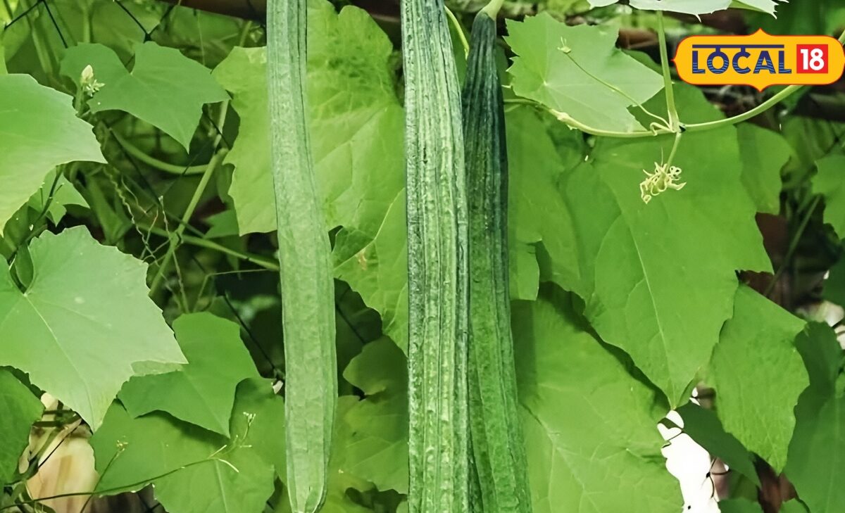 Gardening Tips: तुरई की बेल लगाने का सही तरीका जानें गार्डन में अपनाएं ये देसी तकनीक बार-बार मिलेगी सब्जी