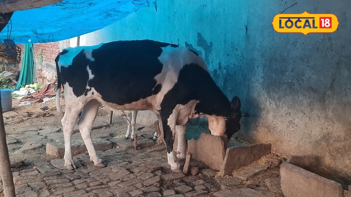 गाय-भैंस के दिनचर्या पर रखें खास ध्यान चारे के साथ पिलाएं ताजा पानी बढ़ा देंगी दूध का प्रोडक्शन पशु चिकित्सक ने बताए टिप्स