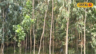 Eucalyptus Farming: Boost Income with Wood in Monsoon - Learn the Process!