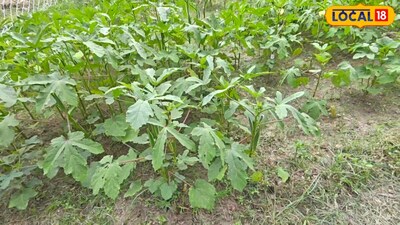 Sulfur in Farming: Two Types, Different Uses, How to Choose Correctly