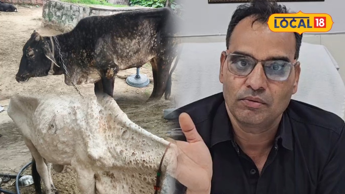 Lumpy Skin Disease: भरतपुर में तेजी से फैल रहा संक्रमण, 80% टीकाकरण के बाद भी सामने आए 3000 केस
