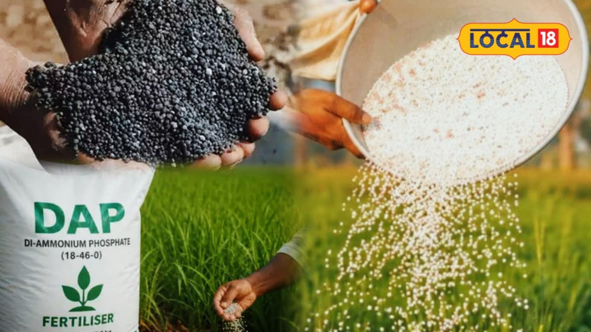 Karauli News: Farmers need not be concerned if DAP is unavailable; these two alternatives will sufficiently meet soil nutrient requirements.
