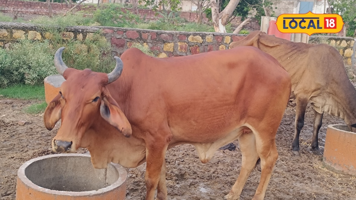 Rising Ephemeral Fever Threats in Cattle Demand Urgent Preventive Action Amid Monsoon Rains