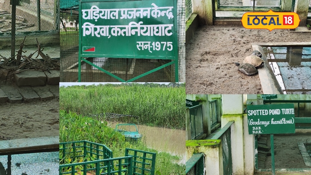कतर्नियाघाट में दुर्लभ स्पॉटेड पॉन्ड टर्टल घड़ियाल और मगरमच्छों का संरक्षण वन्यजीवों को बचाने की अनोखी पहल जानें