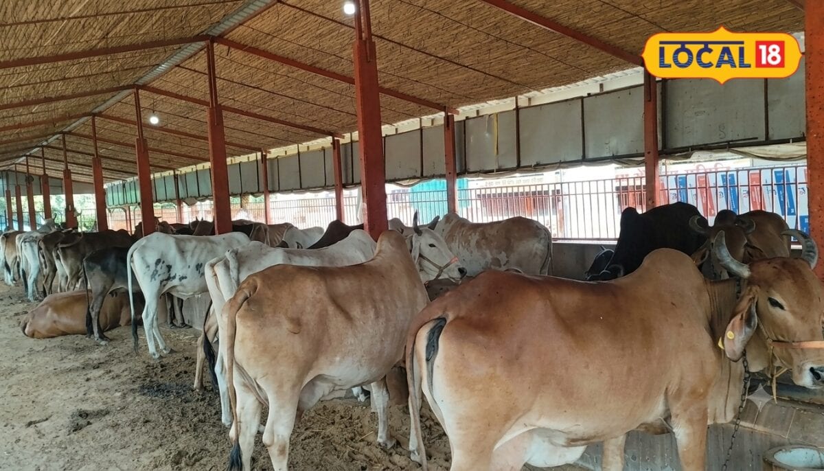 Lumpy Skin Disease Threatens Livestock in Rajasthan Amid Growing Veterinary Concerns