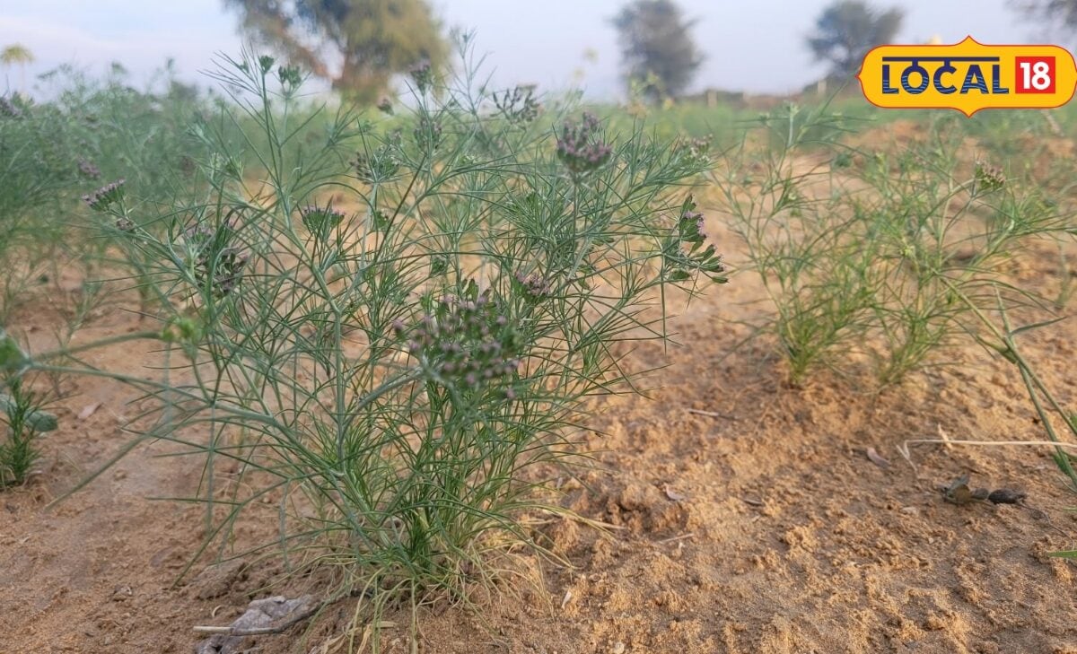 Essential Storage Strategies to Protect Cumin Crops from Moisture and Pests in Jalore