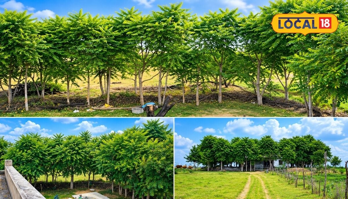 Ardu Tree Farming Emerges as Lucrative Supplementary Income Source for Farmers