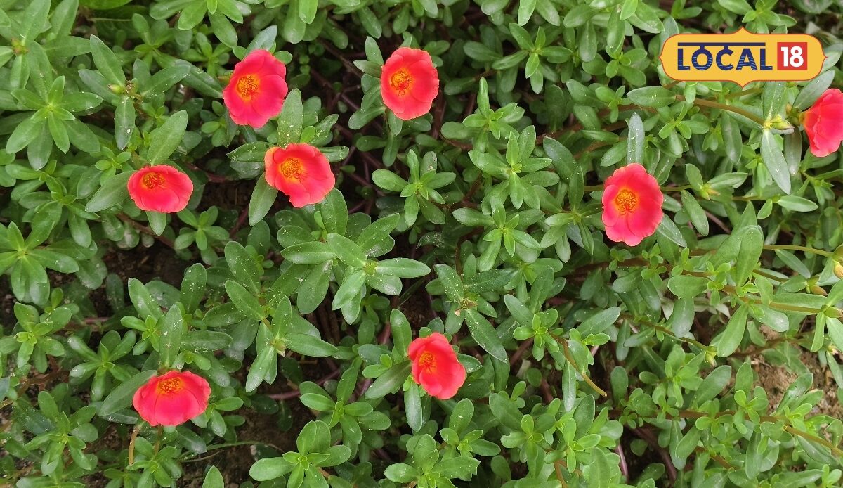 लाल गुलाबी फूलों वाला ये पौधा सिर्फ खूबसूरत नहीं औषधीय गुणों से भी है भरपूर सेवन से पहले एक्सपर्ट से लें सलाह