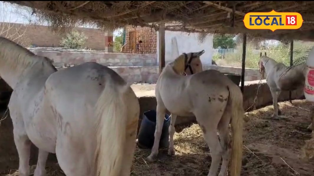 घोड़े की सेहत सुधारने का वैज्ञानिक तरीका: जौ, चना और संतुलित चारे का महत्व