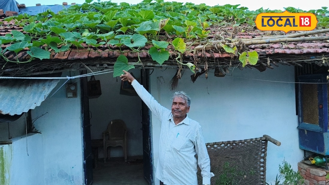 चित्रकूट के किसान कोठारी सिंह ने जैविक खेती के से घर में तैयार किया किचन गार्डन उगाते हैं फ्रेश सब्जियां