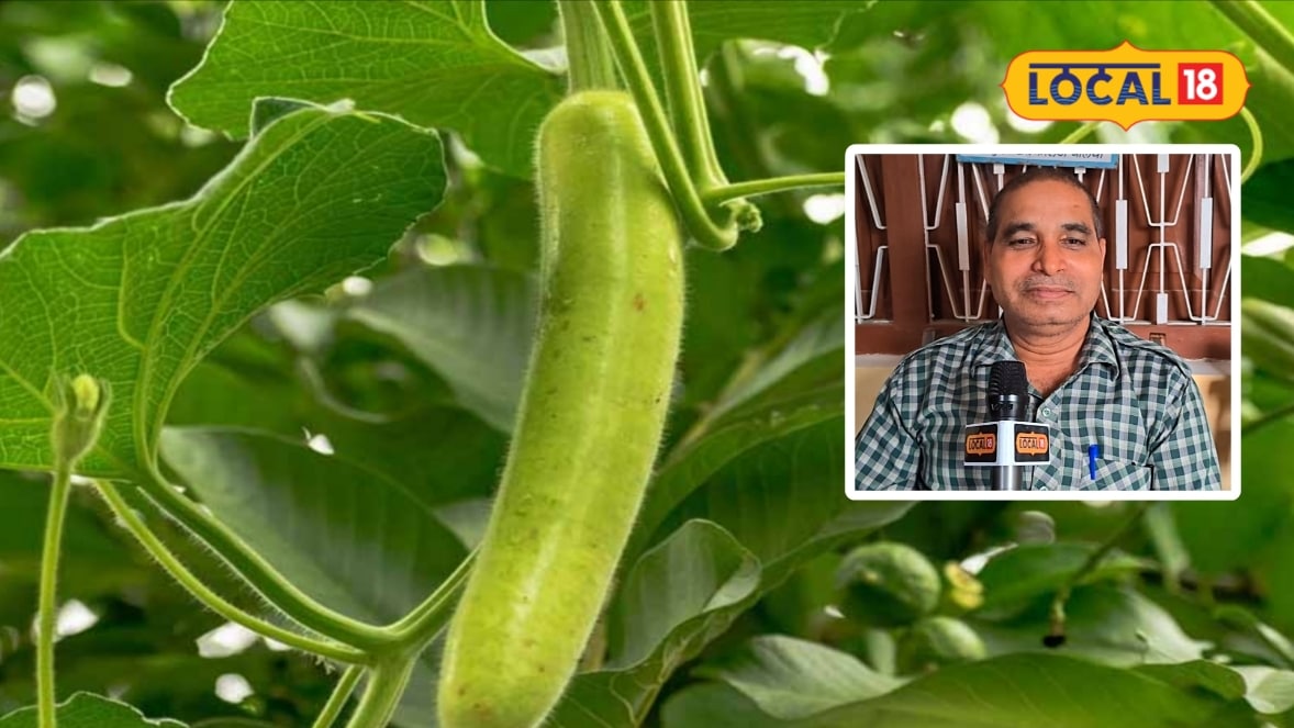 Bottle gourd variety : पूसा संगीता से अरका बहार तक...लौकी की ये 7 किस्में किसानों की बदल देंगी किस्मत, जानिए कैसे?