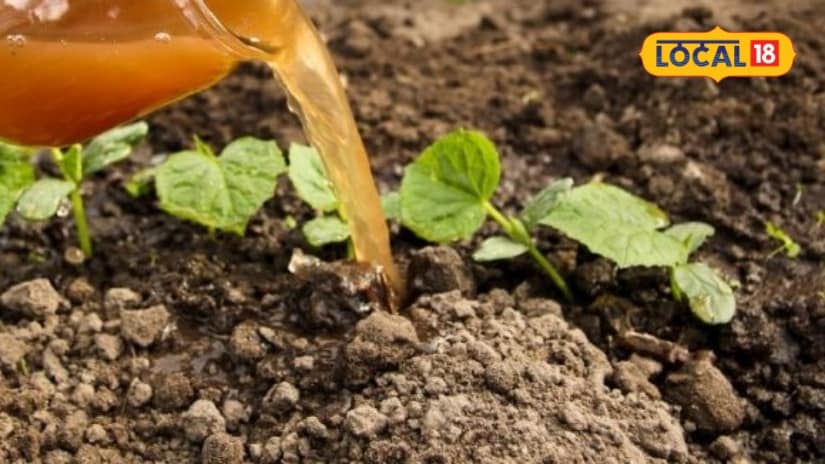 Agriculture Tips: फसल की अच्छी ग्रोथ के लिए अपनाएं ये देसी जुगाड़ घर पर तैयार करें आसान ऑर्गेनिक फर्टिलाइजर