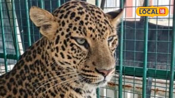 Bhilwara Panther Rescue: Dehydrated Wild Cat Wanders Into Gundli Village