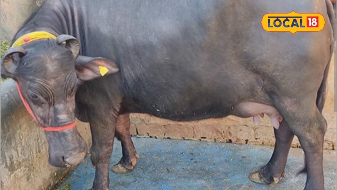 Business Idea: How to start a dairy business? Murra breed buffalo to earn strong earnings