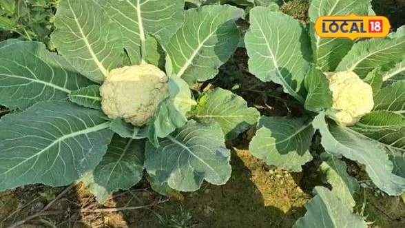 गोभी की खेती में छोटी गलती पड़ सकती है भारी जानिए खेत की तैयारी से लेकर सिंचाई तक का सही तरीका